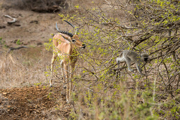 Impala, male, Aepyceros melampus