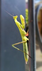 grünes Insekt Gottesanbeterin im Sommer im Garten
