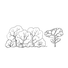 Contour vector drawing of deciduous trees.
