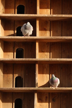 Taubenturm Bilder Durchsuchen 13,939 Archivfotos, und