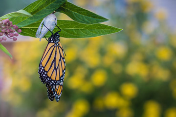Monarch Butterfly, Danaus Plexppus, drying wings, yellow flowers background