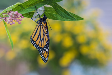 Monarch Butterfly, Danaus Plexppus, drying wings, yellow flowers background