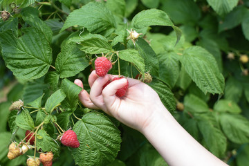 Child hand picking raspberries in garden. Boy picking ripe raspberries