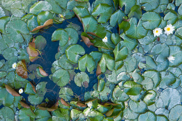 Seerosen auf dem Wispersee im Taunus/Deutschland