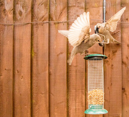 Starling Bird Feeder Meal