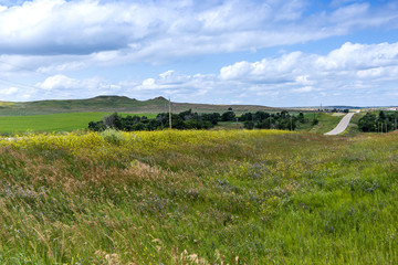 Fototapeta premium black cows on a cattle ranch in north dakota