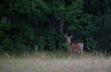 Naklejka na ściany i meble White-tailed deer buck in the evening light with velvet antlers walking through a meadow in the summer in Canada