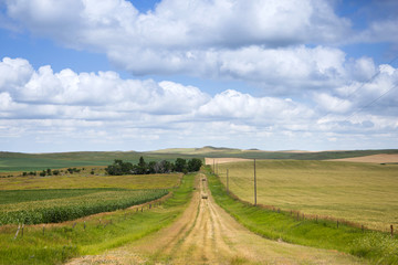 a long dirt road in rural North Dakota with a bright blue sky with clouds in the horizon