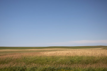 Fototapeta na wymiar Golden Field on a farm in North Dakota