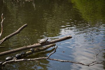 turtles are sitting on a tree in the water 1