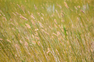 close up macro of golden wheat crop weeds 