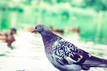 Flock of pigeons on a lake in a park.