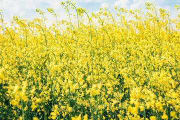 rape blooms on the field (Brassica Napus), with yellow flowers texture background, agricultural plant in Kiev region, Ukraine .
