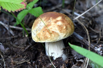 young white mushroom in the forest litter
