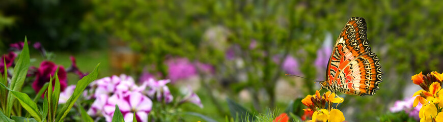 Schmetterling 577 © K.-U. Häßler