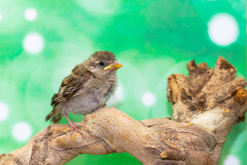 Portrait of a young bird (Passer domesticus) on a branch, profile view, blurred green background