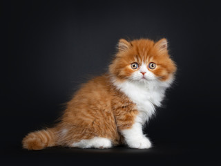 Adorable red with white British Longhair cat kitten, sitting side ways. Looking at camera with big round eyes. Isolated on black background.