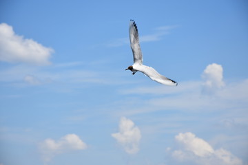 seagull in flight