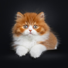 Adorable red with white British Longhair cat kitten, laying down facing front. Looking curious at camera with big round eyes. Isolated on black background.