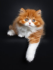 Adorable red with white British Longhair cat kitten, laying down facing front with one paw hangin from edge. Looking curious beside camera with big round eyes. Isolated on black background.