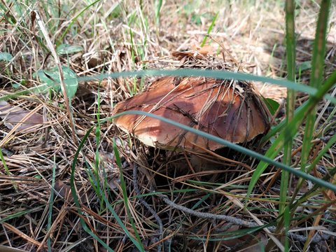 mushroom in the grass