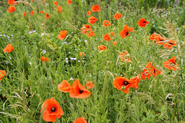 Flowers poppies in the meadow. Blooming green plants. Floral background.