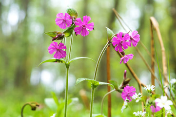 Small purple flowers. Blooming green plants. Floral background.