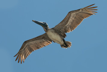 Pelikan im Flug