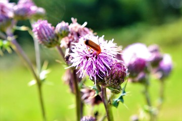 thistle with bug on 