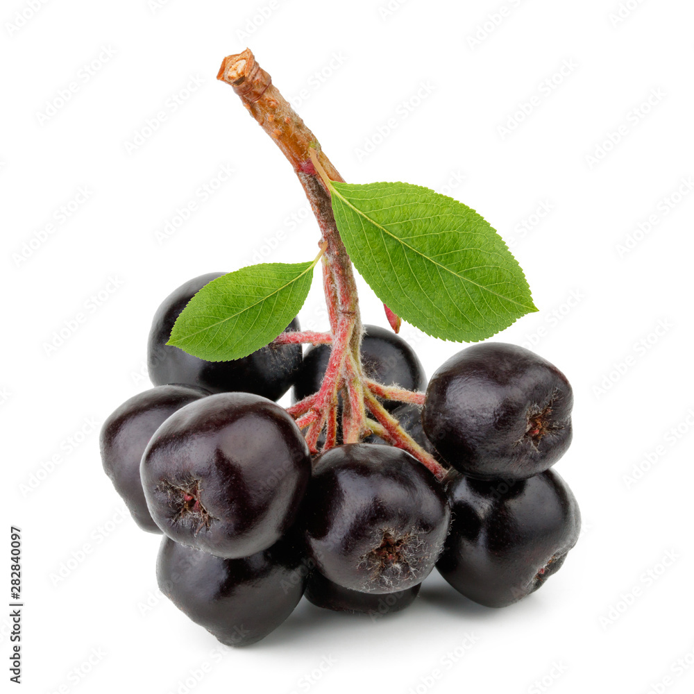 Poster Aronia melanocarpa (black chokeberry) with leaves isolated on white background