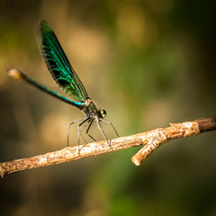 Dragonfly on a branch
