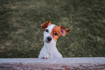 portrait of cute small jack russell terrier standing on two paws on the grass in a park looking at...