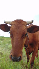  A red cow grazes on the lawn, funny dairy cow.