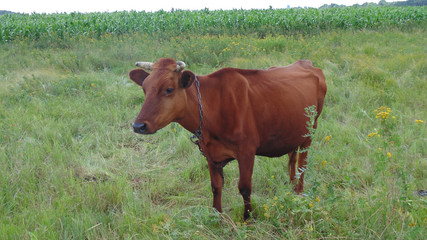  A red cow grazes on the lawn, funny dairy cow.