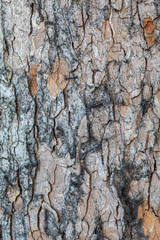 Closeup Tree Bark Texture Background