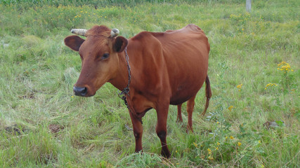 Naklejka na ściany i meble A red cow grazes on the lawn, funny dairy cow.