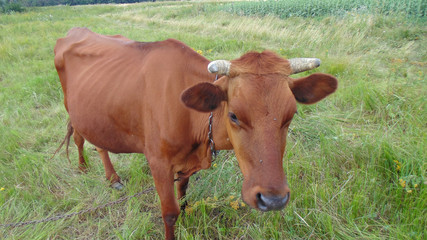 Obraz premium A red cow grazes on the lawn, funny dairy cow.