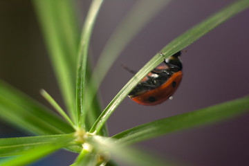 Ladybug (Coccinellidae) climbing green sprout. Elevation concept. Copy space for text.