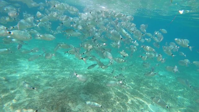 Sea bream fish school biting food, swimming fast, underwater in Adriatic Sea, Croatia. Diplodus annularis in Mediterranean. Fishes eating and floating in aquamarine water. Adventure, vacation concept
