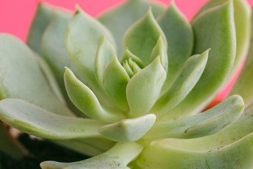 Succulent plants on pastel pink background. Flat lay.