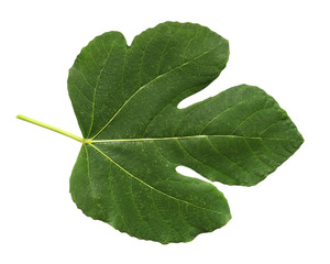 Green fig leaf isolated on white background