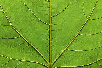 Texture of green fig leaf close-up