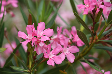 Flowers of pink oleander close-up