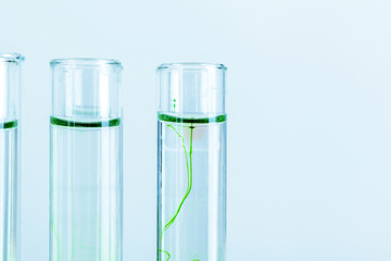 Green liquids in test tubes in chemical laboratory close up
