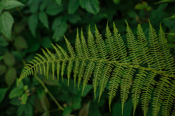 fern in a beautiful pattern on the background of the earth