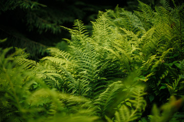 fern in a beautiful pattern on the background of the earth