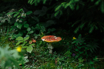 fly agaric with a red hat in the forest under the trees
