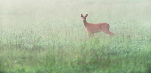 Roe deer doe in misty meadow looking towards camera.