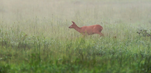 Roe deer doe in misty meadow.