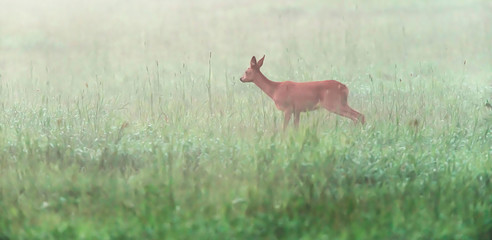 Roe deer doe standing in misty meadow. Side view.
